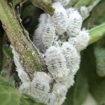 cotxinilla