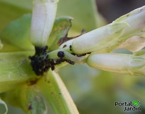 01_Pulgones_habas_Portal_Jard_n