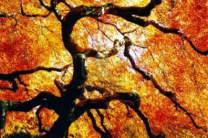 4161571-arbol-de-arce-japones