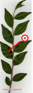 Skitch5