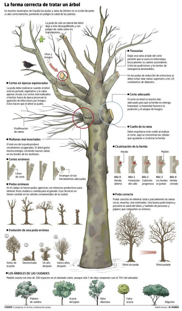 forma-correcta-tratar-un-arbl